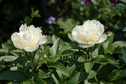 paeonia_Kakoden070511.jpg