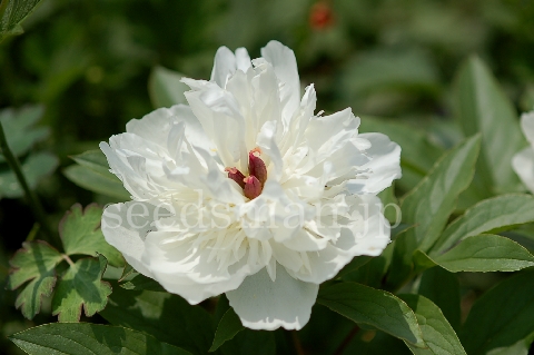paeonia_Kakoden070515.jpg