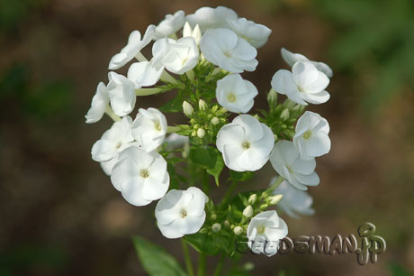phlox_Daniella070609.jpg