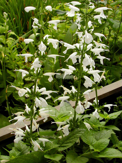 salvia5.jpg