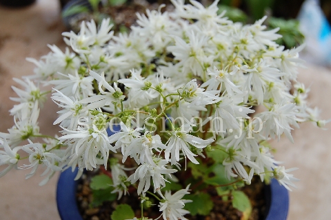 saxifraga_fortunei_v_incisolobata_Shiraitonotaki061102-2.jpg