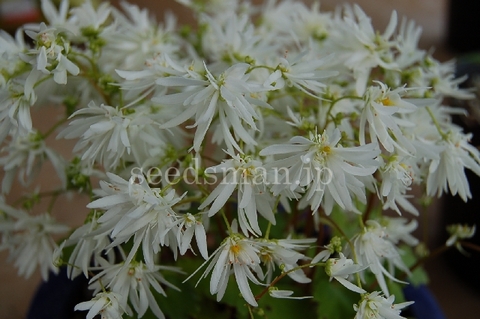 saxifraga_fortunei_v_incisolobata_Shiraitonotaki061102.jpg