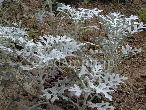 senecio_DustyMiller031011-3.jpg