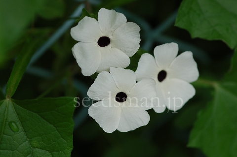 thunbergia_alata_ArcticWhite070702.jpg