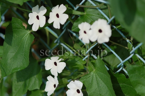 thunbergia_alata_ArcticWhite070705.jpg