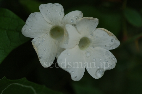 thunbergia_alata_ArcticWhite070717.jpg