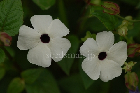 thunbergia_alata_ArcticWhite071003.jpg