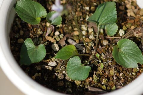 viola_Kiyosato090403-2-S.jpg