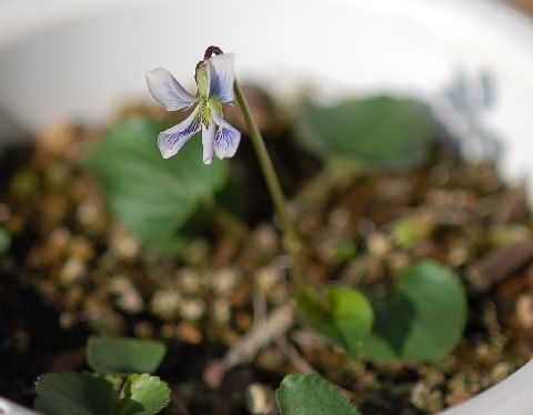 viola_Kiyosato090403-S.jpg