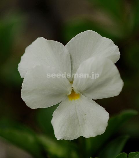 viola_WhitePerfection080616-2.jpg