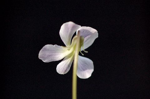viora_sororia_Priceana090404-2.jpg