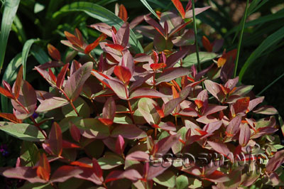 Hypericum_androsaemum6.jpg