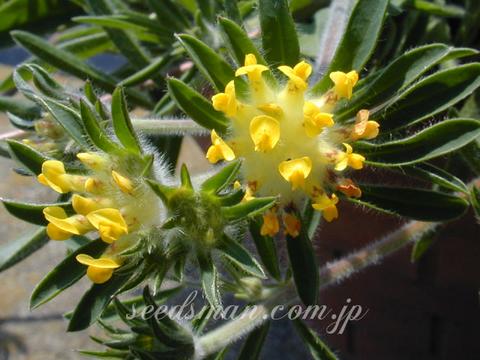 Anthyllis vulneraria