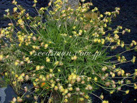 Anthyllis vulneraria