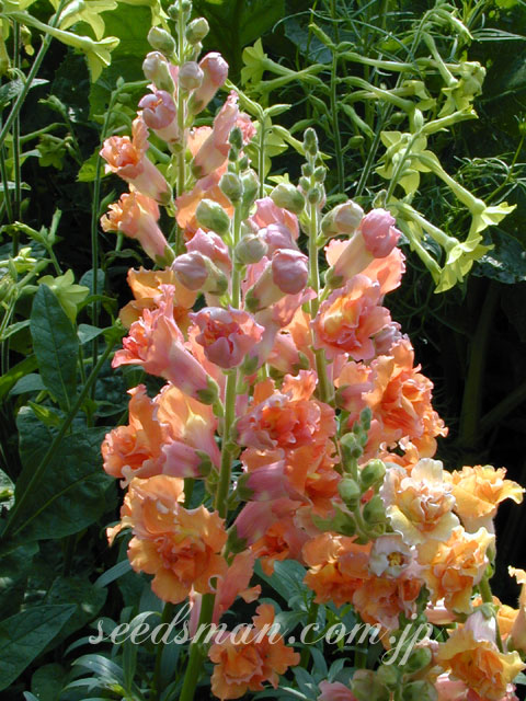 antirrhinum_CinnamonBronze030615-2.jpg