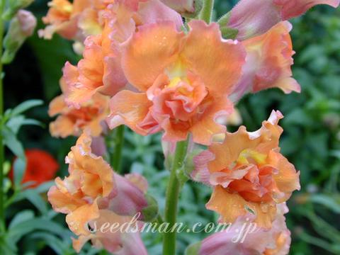 Antirrhinum 'Cinnamon Bronze'