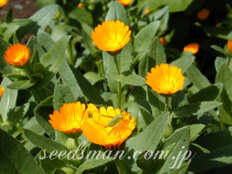 calendula_officinalis020402.jpg