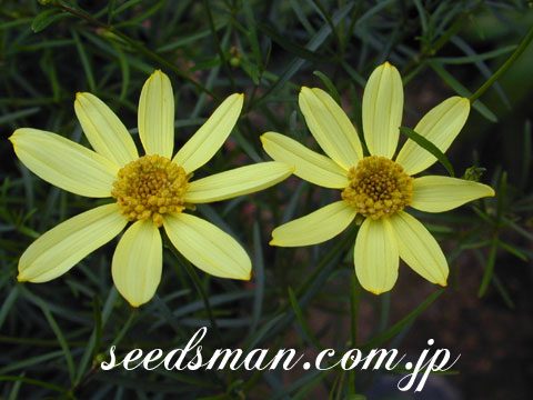 coreopsis_MoonBeam010605.jpg