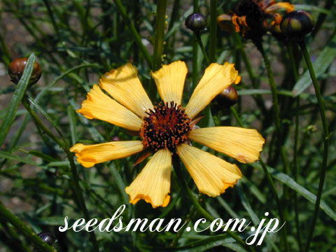 coreopsis_SeaShell040615.jpg