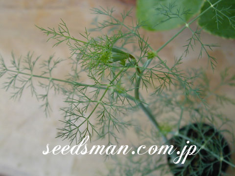 foeniculum_vulgare020613.jpg
