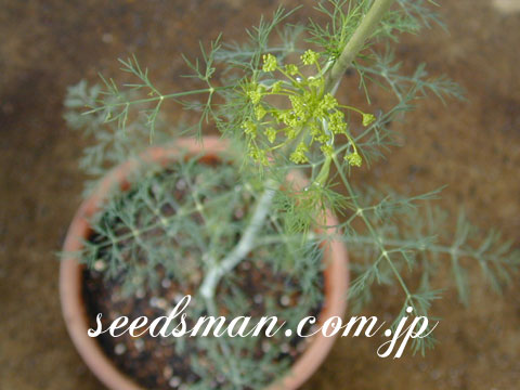 foeniculum_vulgare020617.jpg