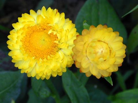 helichrysum_bracteatum050719-thumb.jpg