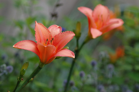 hemerocallis_Otomegokoro.jpg