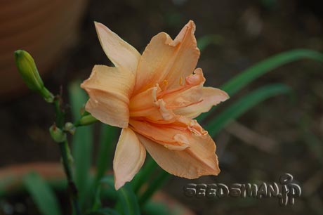 hemerocallis_SiloamDoubleClassic070713.jpg