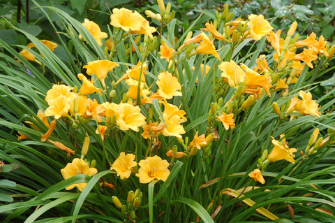 hemerocallis_Steladeoro.jpg
