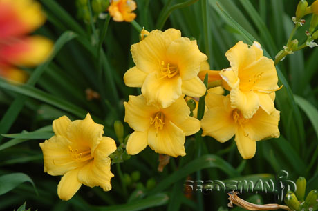 hemerocallis_StelladeOro070607.jpg