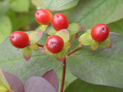 hypericum_androsaemum_AlblyPurple050626.jpg