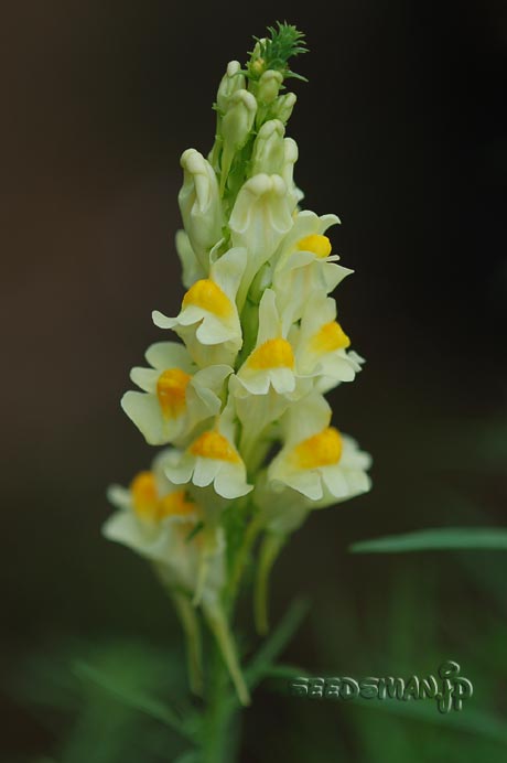 linaria_aeruginea_RippleStone070622-2.jpg
