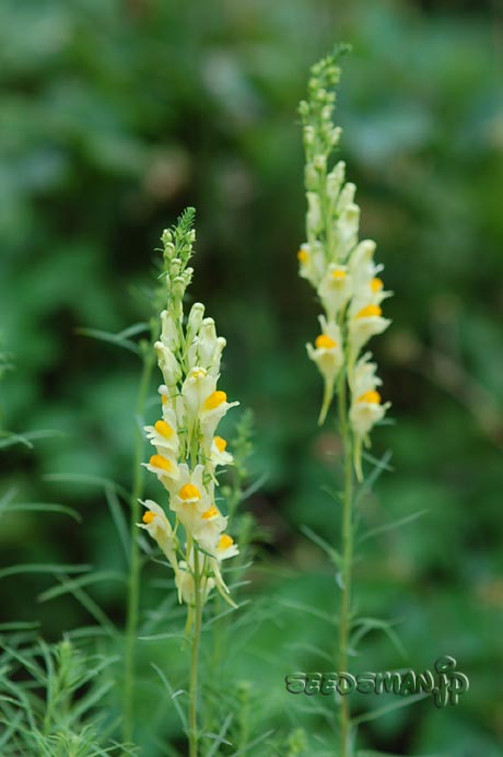 linaria_aeruginea_RippleStone070622-3.jpg