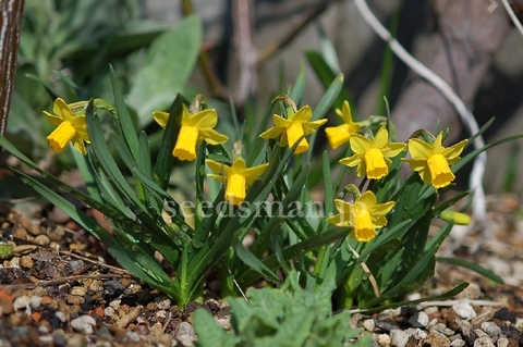 narcissus_cyclamineus_TeteaTete080315.jpg