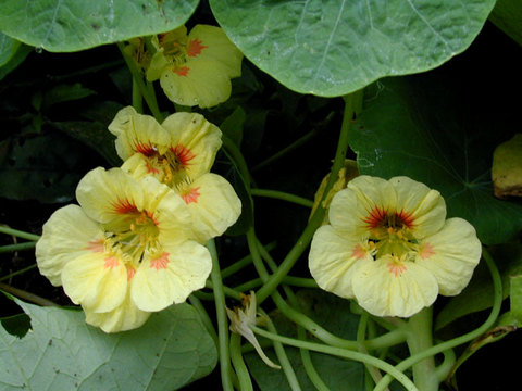 nasturtium_doublegleammix2.jpg