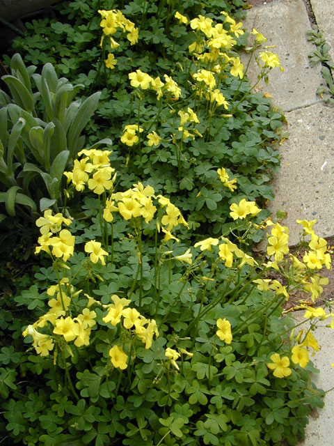 oxalis_cernua030412.jpg
