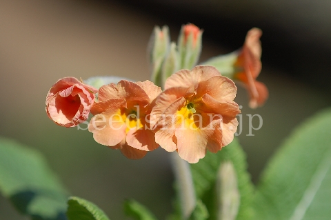 p_x_polyantha_DesertSunset070320-2.jpg