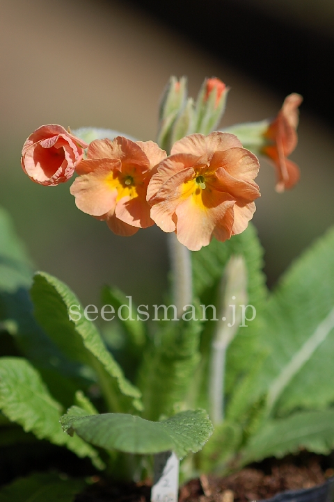 p_x_polyantha_DesertSunset070320.jpg