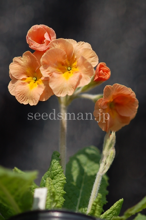 p_x_polyantha_DesertSunset070324.jpg