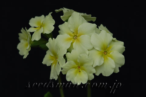 primula_Chartreuse060424.jpg