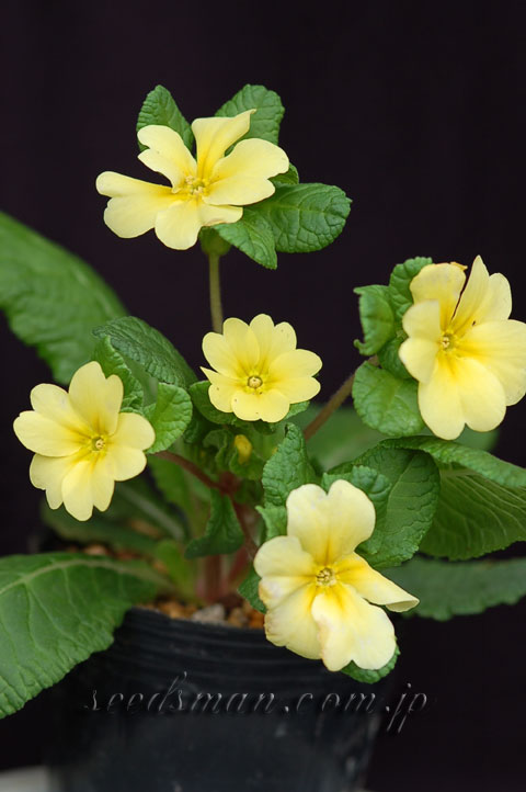 primula_JackintheGreen060411.jpg