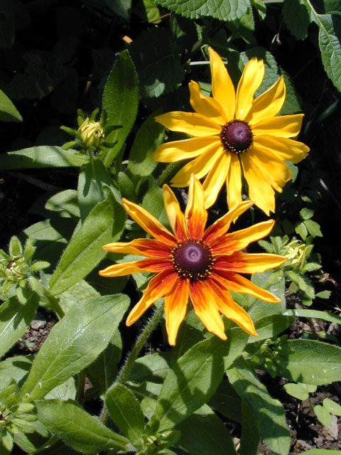 rudbeckia_RohlandMixed3.jpg