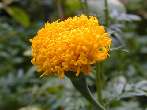tagetes_shaggymaggy6.jpg