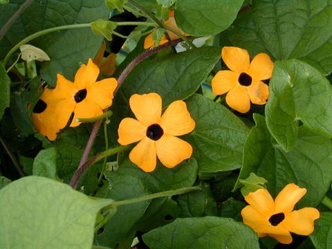 thunbergia2-thumb.jpg
