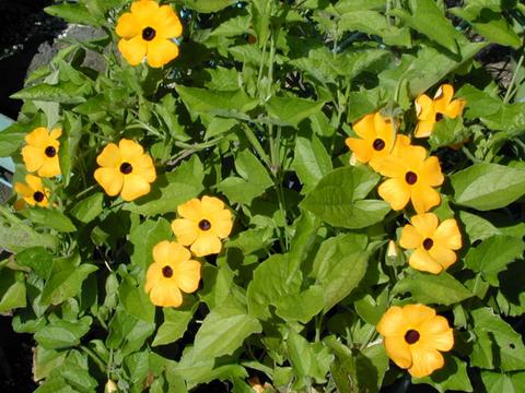 thunbergia3-thumb.jpg