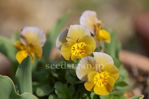 viola_MiniolaHeartAqua060321-2.jpg
