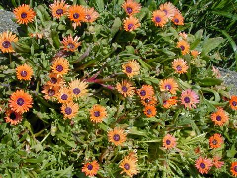 mesembryanthemum_ApricotTutu040604-2