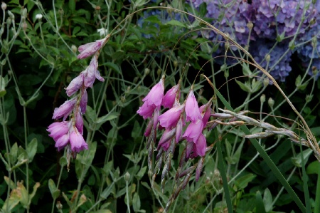 dierama_pulcherrimum100626
