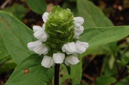 prunella_vulgaris_Albiflora100621