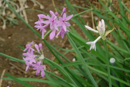 tulbaghia_violacea100622